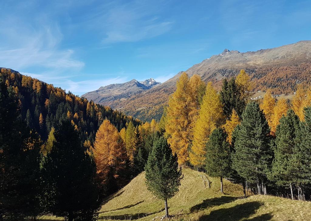 RAPPORTO SULLO STATO DELLE FORESTE IN