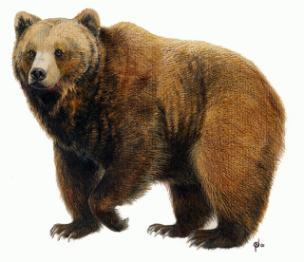 Specie rare ad ampio areale potenziale orso e lince (e ORA lupo) C)
