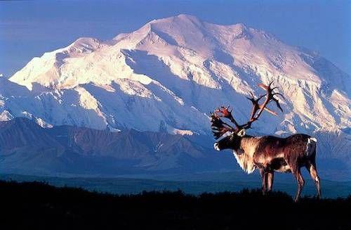 È dotato della montagna più alta dell'america del Nord, il Monte McKinley.