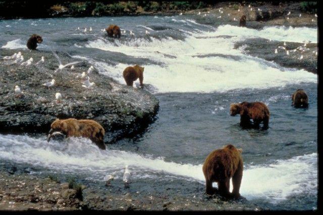 nazionale di Denali e nel 1980. È il più grande ecosistema naturale protetto in tutto il mondo. Potrete osservarvi alci, bighorns, caribù e orsi e vi stupirete di fronte a massicci ghiacciai.