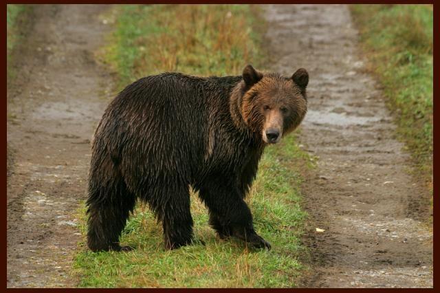 5 Giorno Il Great Bear Rain Forest Oggi, altra splendida escursione (o incursione, se volete) nel Great Bear