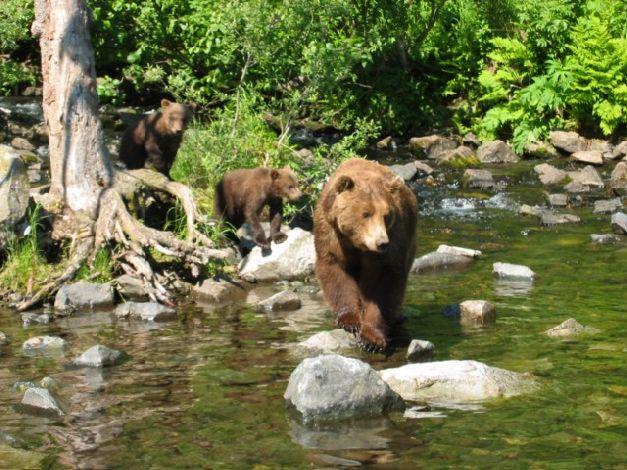 ..ci sono gli orsi, specialmente i grizzly e gli orsi bruni. Varrà anche la pena effettuare un detour per ammirare le Hunlen falls, una tra le più alte cascate in B. C.