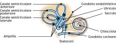 L orecchio interno ha due funzioni: -organo acustico, cioè recettore delle vibrazioni