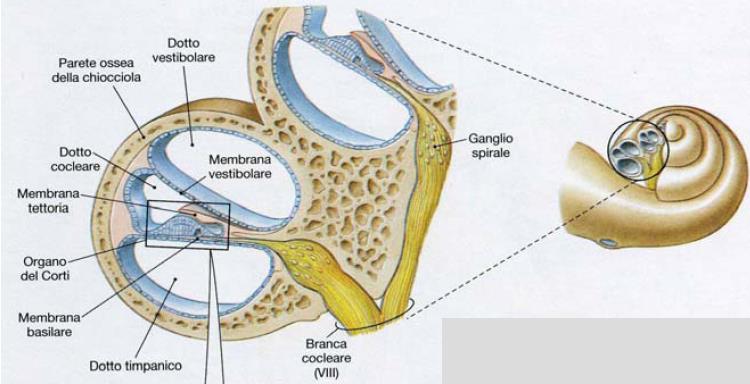 CHIOCCIOLA: è costituita da tre canali sovrapposti separati da sottili membrane CANALE VESTIBOLARE: in connessione con la finestra ovale, ha come pavimento la MEMBRANA VESTIBOLARE DOTTO COCLEARE: ha