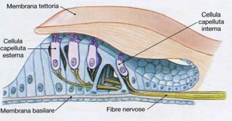 CELL. PELLUTA MEMBRANA TETTORIA L ORGANO DEL CORTI L Organo di Corti contiene 18.000 cellule acustiche poggia sulla membrana basale e si estende per tutta la lunghezza della chiocciola.