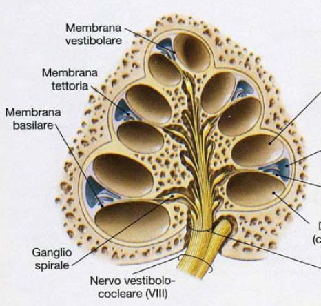 contatto con una membrana mobile: la membrana tettoria. Quando la membrana basale entra in vibrazione, le sterociglia, sfregando contro la membrana tettoria, vengono deformate.