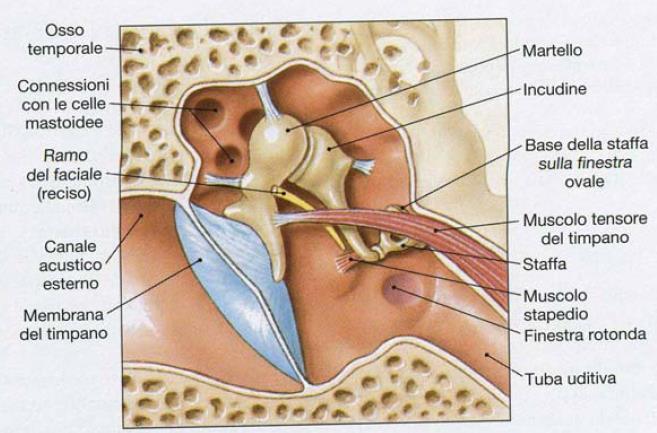 ORECCHIO MEDIO: cavità timpanica, membrana del timpano, ossicini uditivi (martello, incudine, staffa) tenuti da