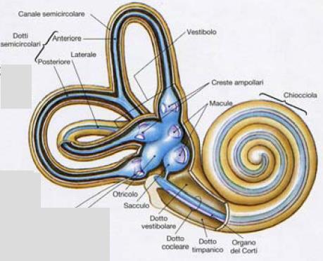 L orecchio interno è costiuito da una coclea (o chiocciola), dai canali semicircolari e dal nervo uditivo.