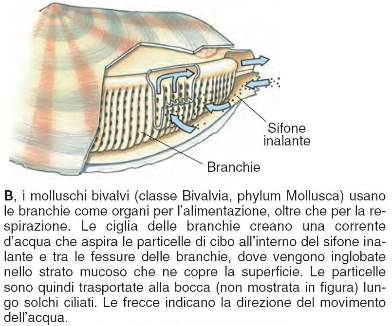 molte specie si nutrono di