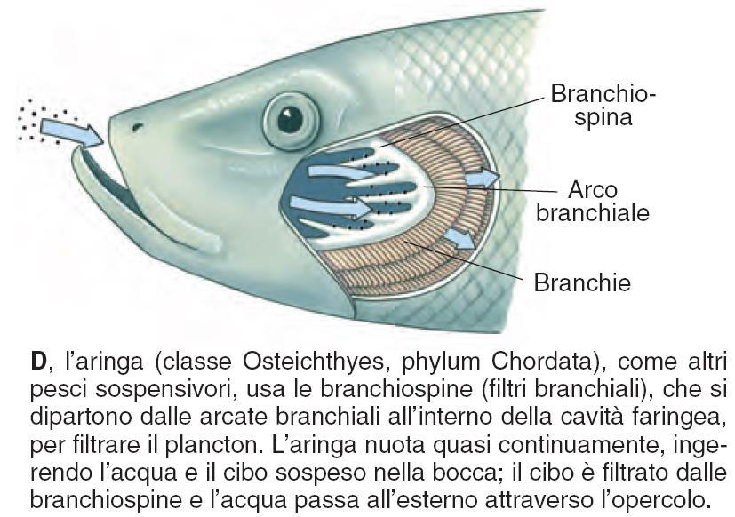 MODALITÀ DI