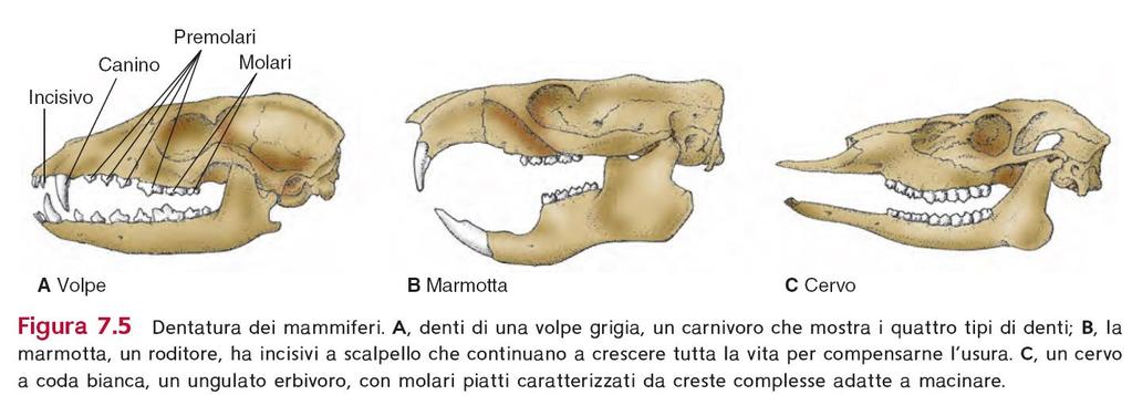 di giraffa: foglie di