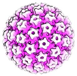 Schema di HPV virus-like