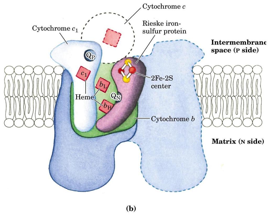 Complesso III: citocromo c reduttasi Il complesso comprende 10 subunità tra cui: un citocromo c1 una proteina Fe 2 S 2 (proteina Riesk) un citocromo b che possiede due gruppi eme (b L e b H o b 562 e