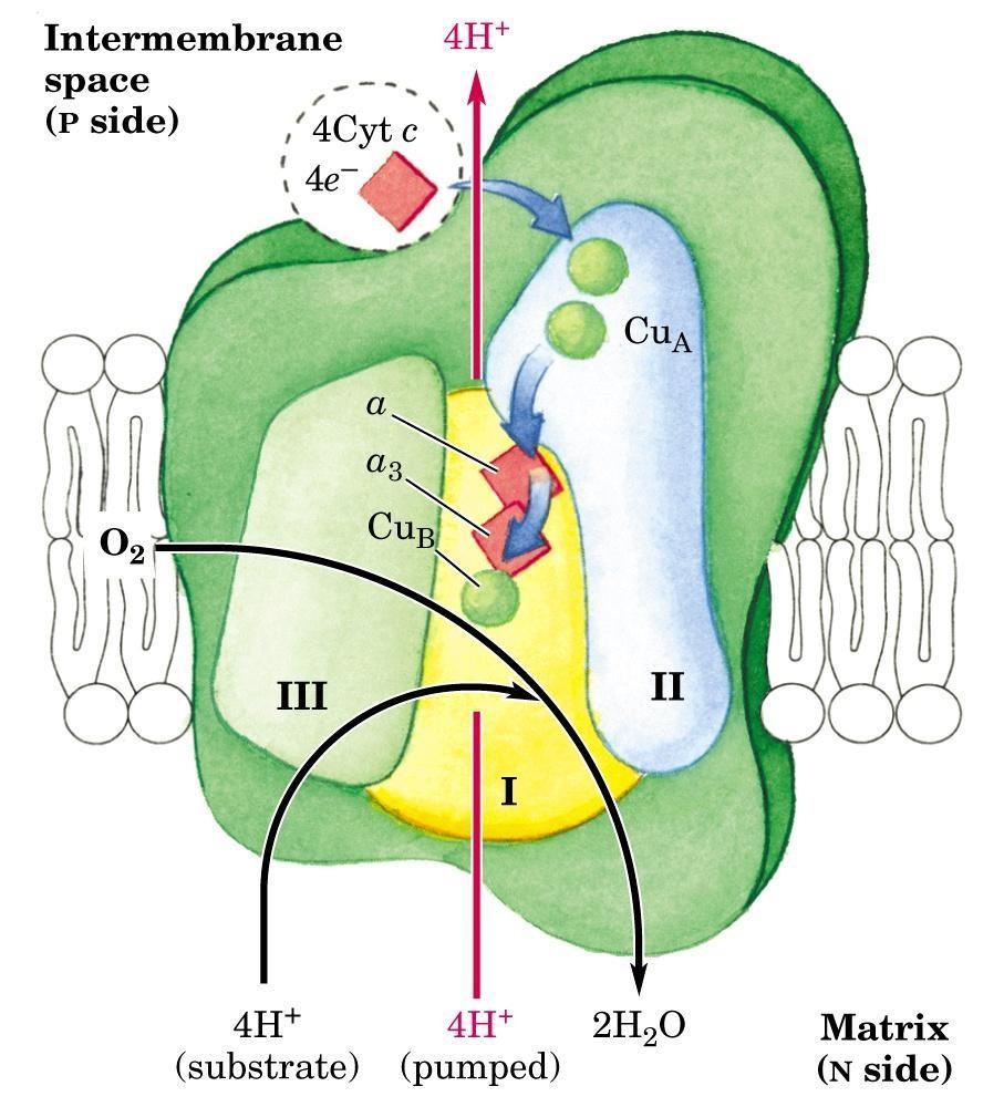 Il complesso IV: citocromo c ossidasi Il complesso comprende 13 subunità proteiche tra cui: un citocromo a un citocromo a 3 un atomo di rame Cu B Un atomo di rame Cu A I due ioni rame sono legati a