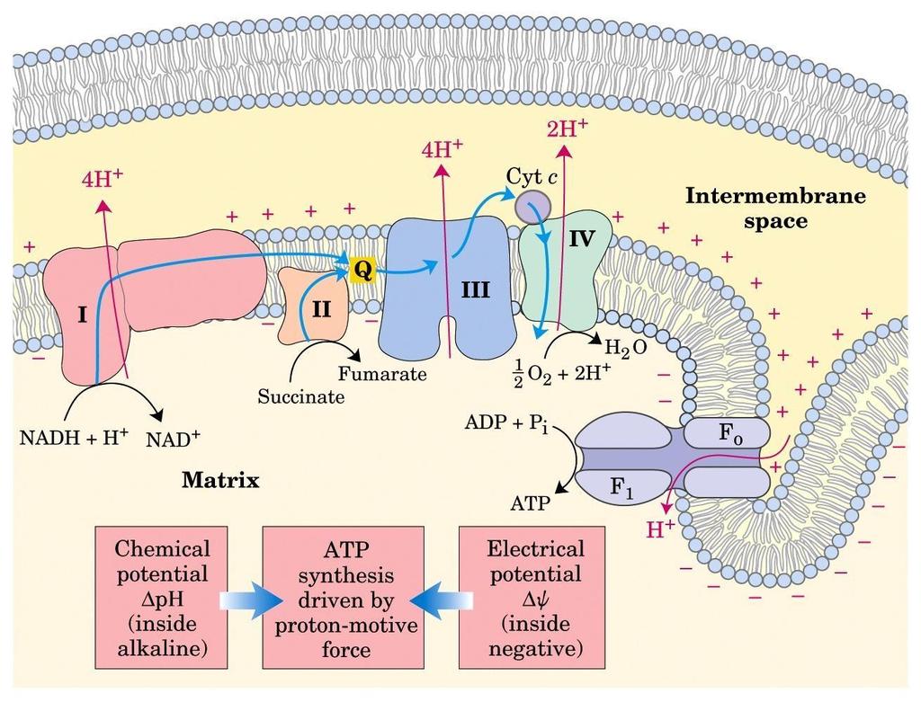 Il modello chemiosmotico La sintesi di ATP Gli elettroni passano attraverso una catena di trasportatori disposti in maniera asimmetrica nella membrana interna.