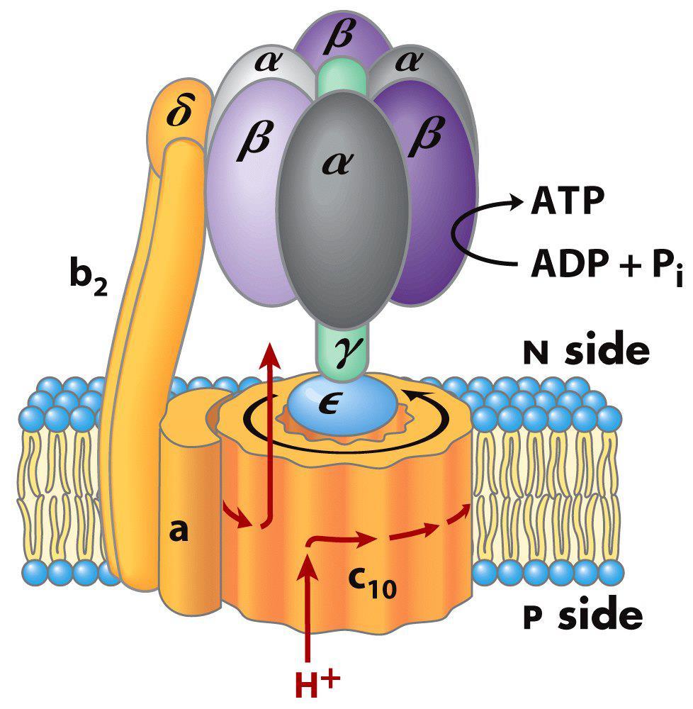 Il complesso della ATP sintasi F 1 Il cilindro delle subunità c è immerso nel doppio strato lipidico e interagisce con F 1 grazie alle subunità γ e ε di questa ultima (si parla anche di gamba e