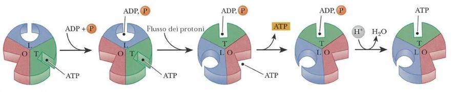 Sintesi di ATP Avviene in 3 passaggi: 1.Traslocazione dei protoni (F 0 ) 2.Formazione del legame fosfoanidridico (F 1 ) 3.
