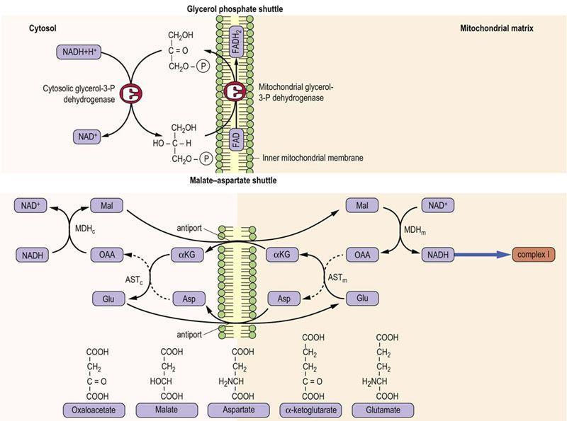 Ossidazione del NADH citosolico (glicolisi) Shuttle del glicerofosfato Shuttle malato/aspartato Il NADH generato durante la glicolisi (citosolico) deve entrare nel