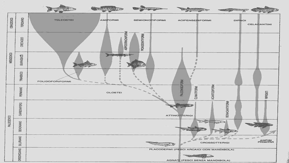 I pesci ossei palaeoniscidi sostituirono I pesci primitivi nel Permo-Carbonifero.