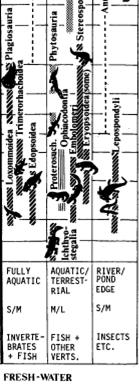 fauci alle rane pescatrici "Lepospondyli" Somigliavano agli attuali urodeli come dimensioni e modo di vita Gli Aistopodi erano serpentiformi e i Nectridea dovevano essere buoni nuotatori).