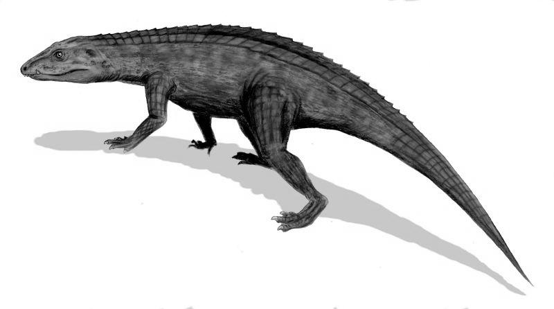 Protosuchia I coccodrilliformi primitivi erano agili