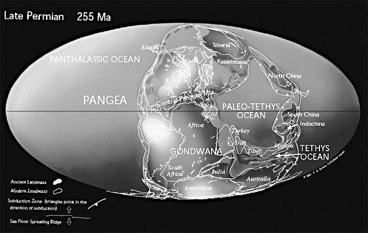 Incompletezza del record fossile Ci sono molti vuoti fra le faune conosciute, dovute a non-fossilizzazione, perdita per