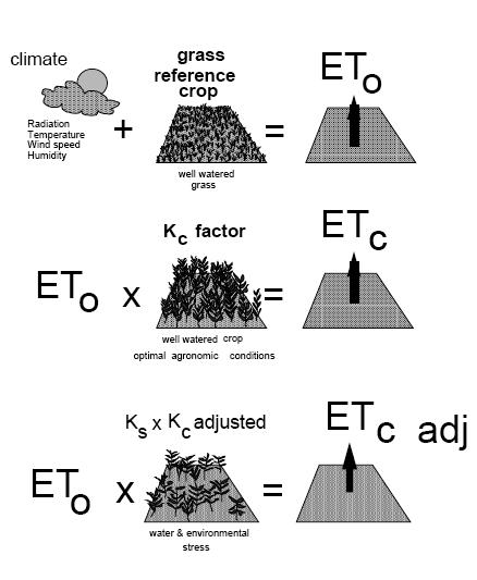 ET c = Kc ETo indica invece l evapotraspirazione da una generica superficie coltivata, gestita ottimamente, molto estesa e ben irrigata.
