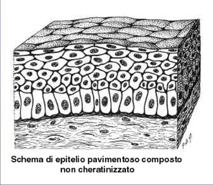 : epidermide) possono avere forma e dimensioni