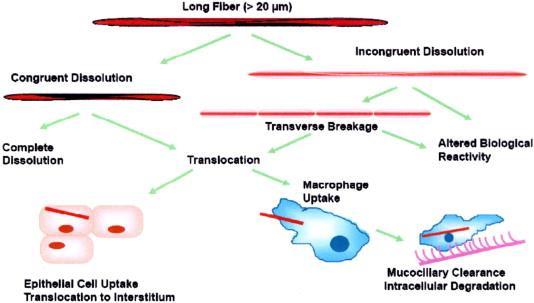 Biopersistenza delle fibre nel polmone Gli studi in vivo di biopersistenza misurano quanto le fibre
