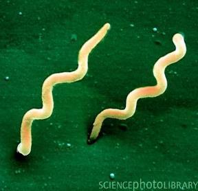 Eccezioni: DNA lineare (Borrelia burgodferi, Lyme disease) più di un cromosoma E. coli: 4.6-5.