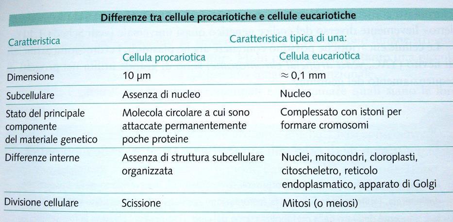Procarioti ed Eucarioti Esseri viventi: più generale classificazione delle cellule Procarioti
