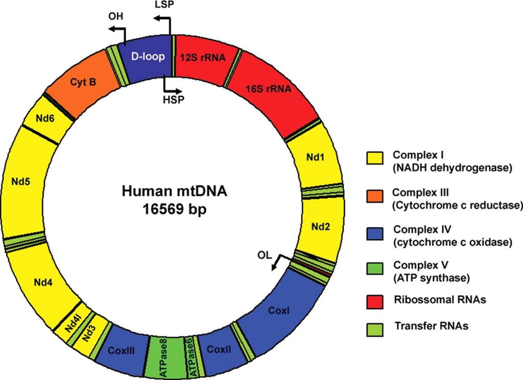 The human mtdna genome encodes 13 polypeptides of the Electron Transport Chain (ETC).