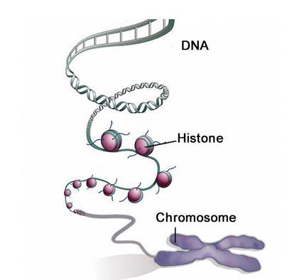 Forma e organizzazione del materiale genetico DNA quasi tutto nel nucleo (sito della