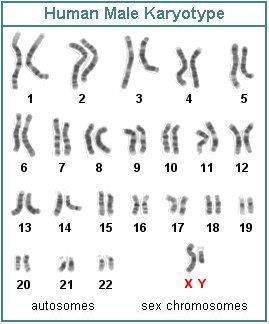 Forma e organizzazione del materiale genetico Diverse specie > diversi numeri di cromosomi > diverse lunghezze Uomo: 46