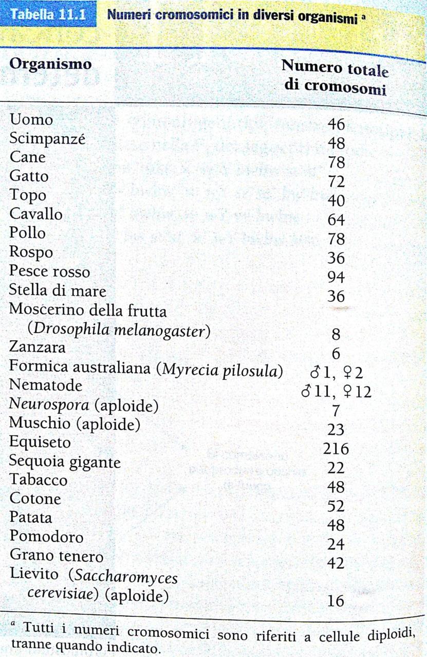 Forma e organizzazione del materiale genetico Diverse