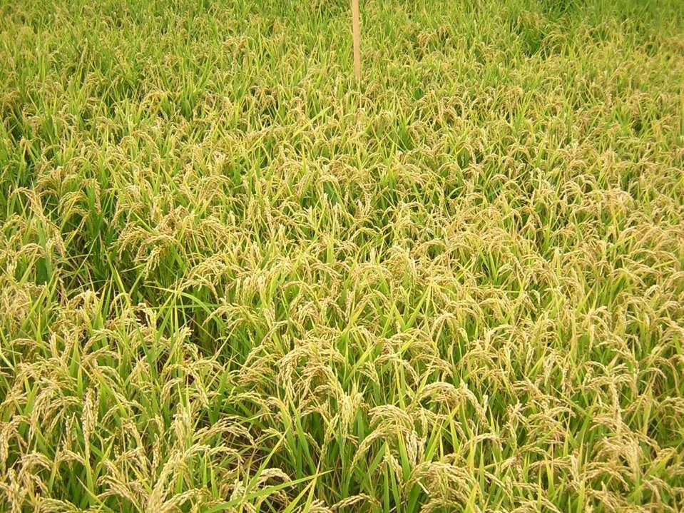IL DISERBO DELLA RISAIA Il diserbo della risaia è una tra le più