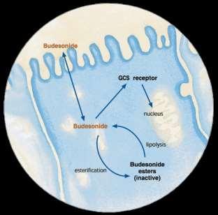 Farmacocinetica effetto prolungato di Budesonide Wieslander et al.