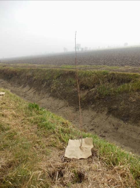 In data 20 febbraio 2015, alla presenza del conduttore del terreno è avvenuta la verifica di ripristino di parte del filare sfalciato