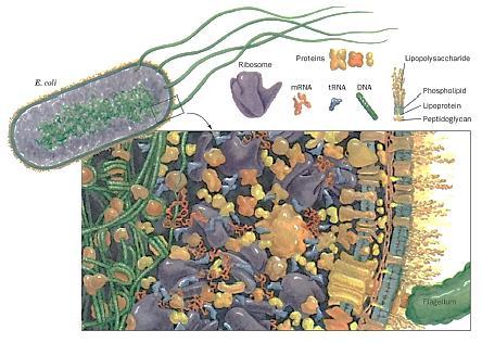 Organizzazione di una cellula di E.