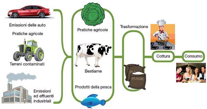 Sicurezza nella filiera alimentare biologica dovuta a microrganismi responsabili della comparsa di fenomeni alterativi negli alimenti, condizionandone