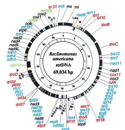 Il genoma mitocondriale I mitocondri sono dotati di un proprio DNA (mtdna).