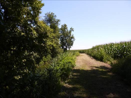 Il valore di subindice maggiormente penalizzante è anche in questo caso quello della funzionalità della vegetazione perifluviale.