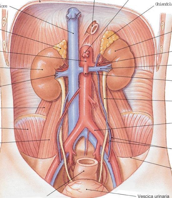 Apparato urinario L apparato urinario include: reni Vie urinarie intrarenali: