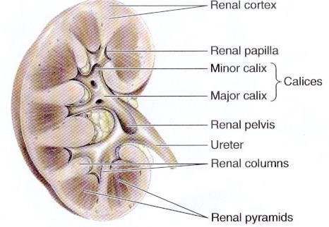 la capsula renale riveste la superficie esterna ed entra nel seno renale a rivestire