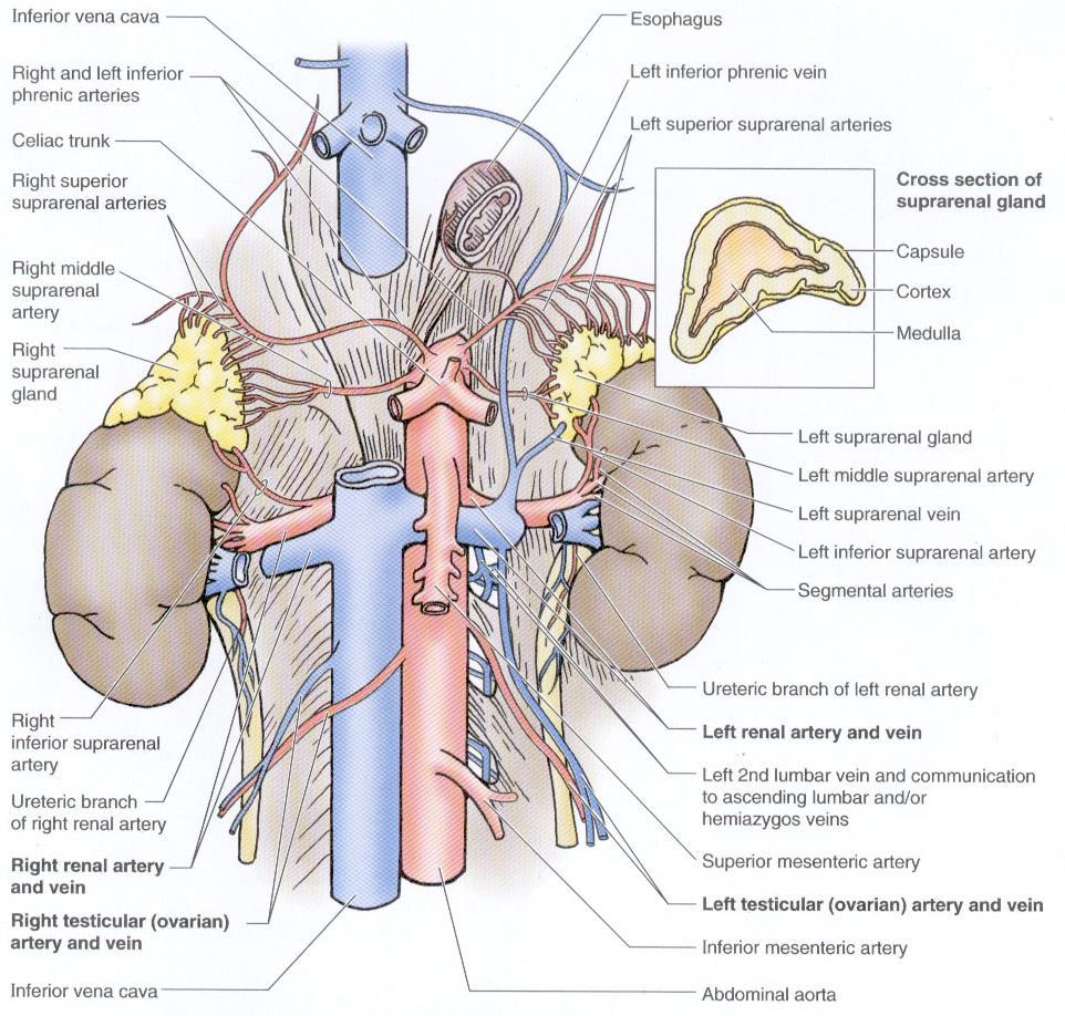 Vascolarizzazione del rene i reni sono vascolarizzati dalle arterie renali che nascono dalle superfici laterali dell aorta