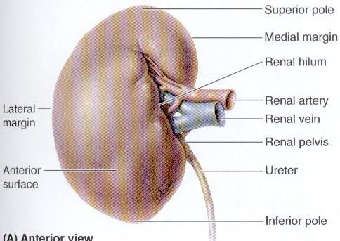 i reni presentano: 2 poli, (inf e sup, con questo prendono rapporto le surrenali) 2 margini,