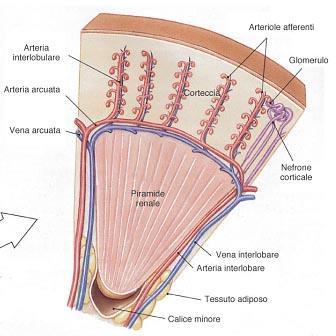 Vascolarizzazione del rene Da queste si staccano ad angolo retto delle arterie interlobulari, che dalla base della piramide vanno fino alla capsula.
