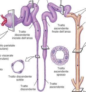 Nefrone il nefrone è composto da un corpuscolo renale (del Malpighi) ed un tubulo renale, suddiviso in tubulo contorto prossimale, ansa