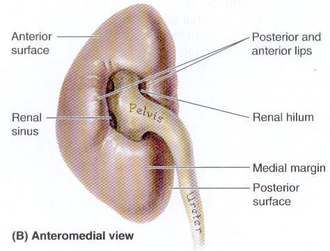 Morfologia del rene il margine mediale presenta un fessura detta ilo da cui entrano
