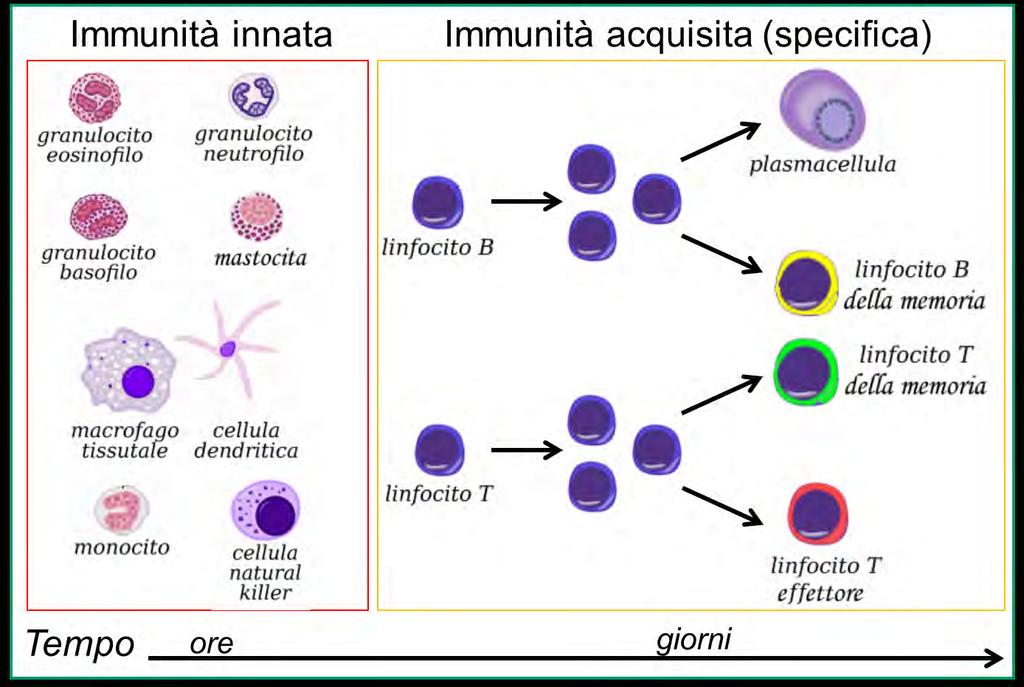 Organizzazione della risposta immune